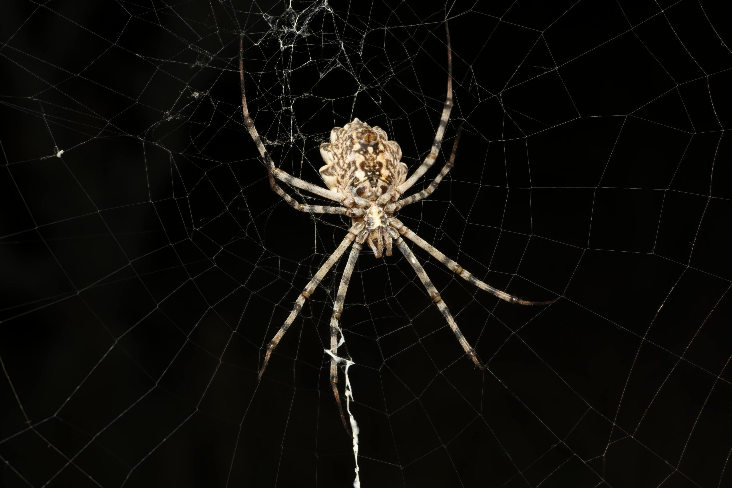 Vanilla Web – Part 1 – A Journey into Web Components and better DX